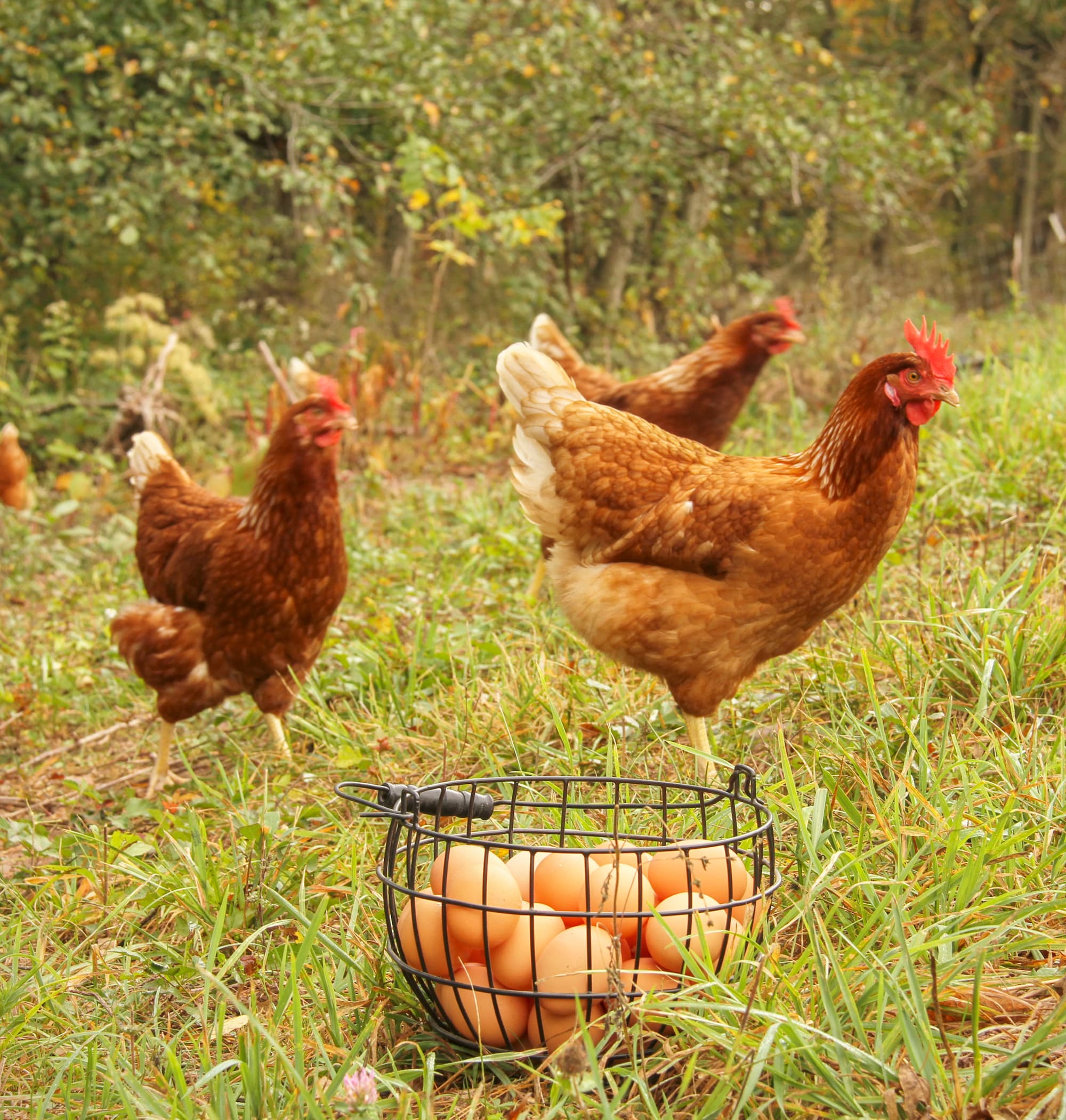 Envíos Qurima a todo el Perú desde Moyobamba
