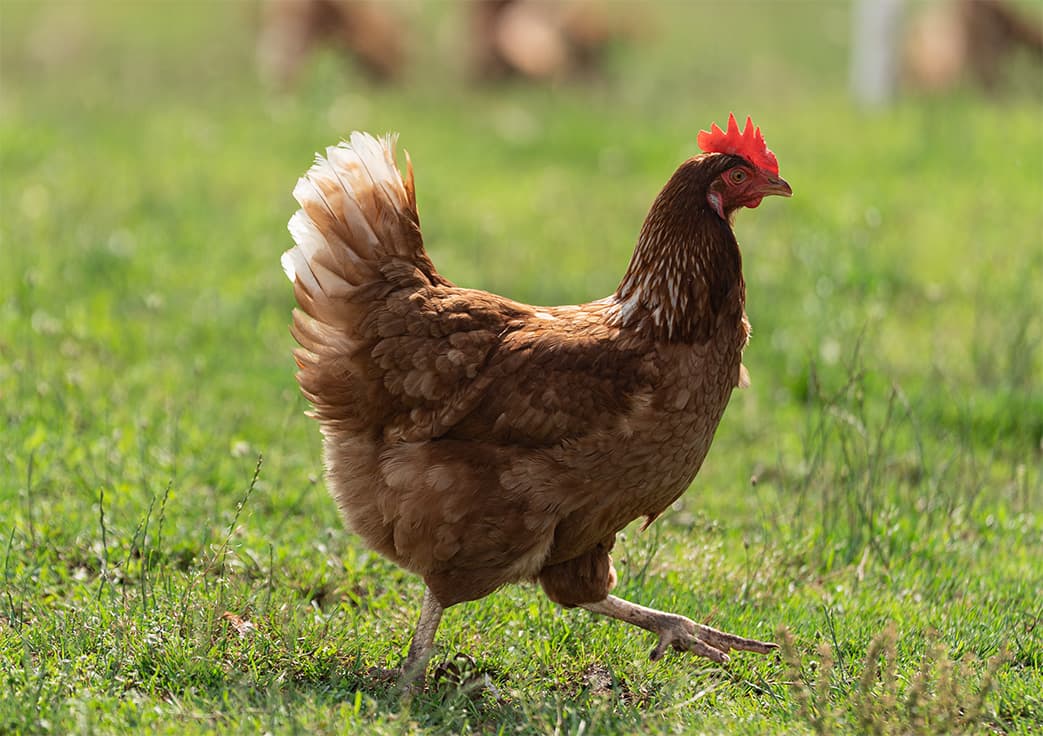 Gallinas en campo abierto — Granja Qurima, Moyobamba