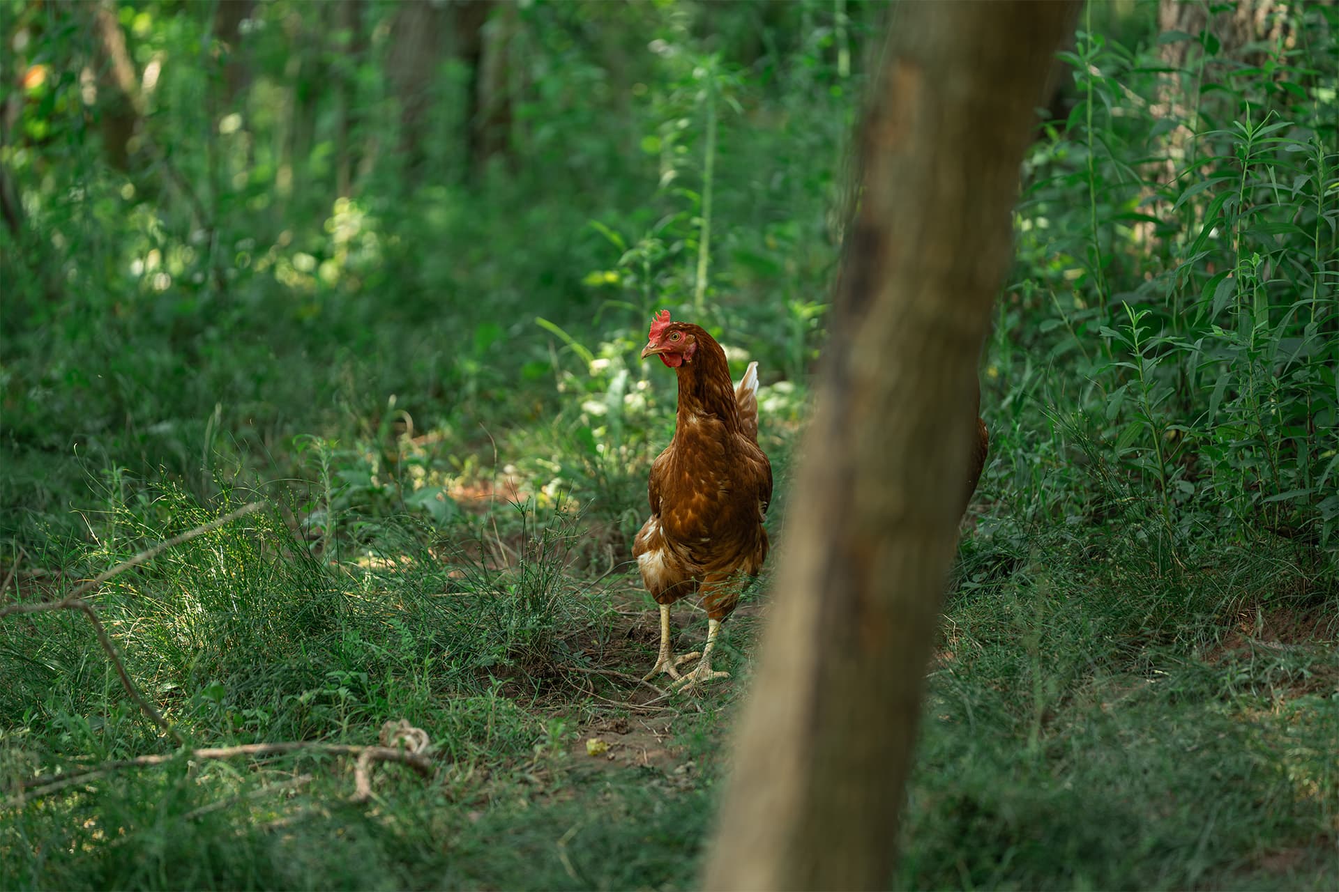Gallinas en campo abierto — Granja Qurima, Moyobamba