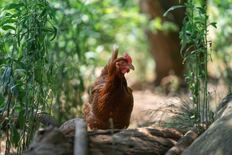 Huevos frescos del día